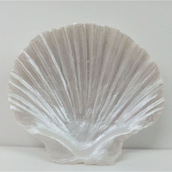 Concha Branca11,5 X 11cm